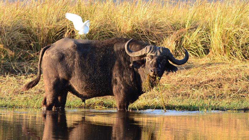 Botswana Budget Safari