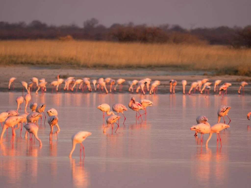 Botswana Romantic Getaway