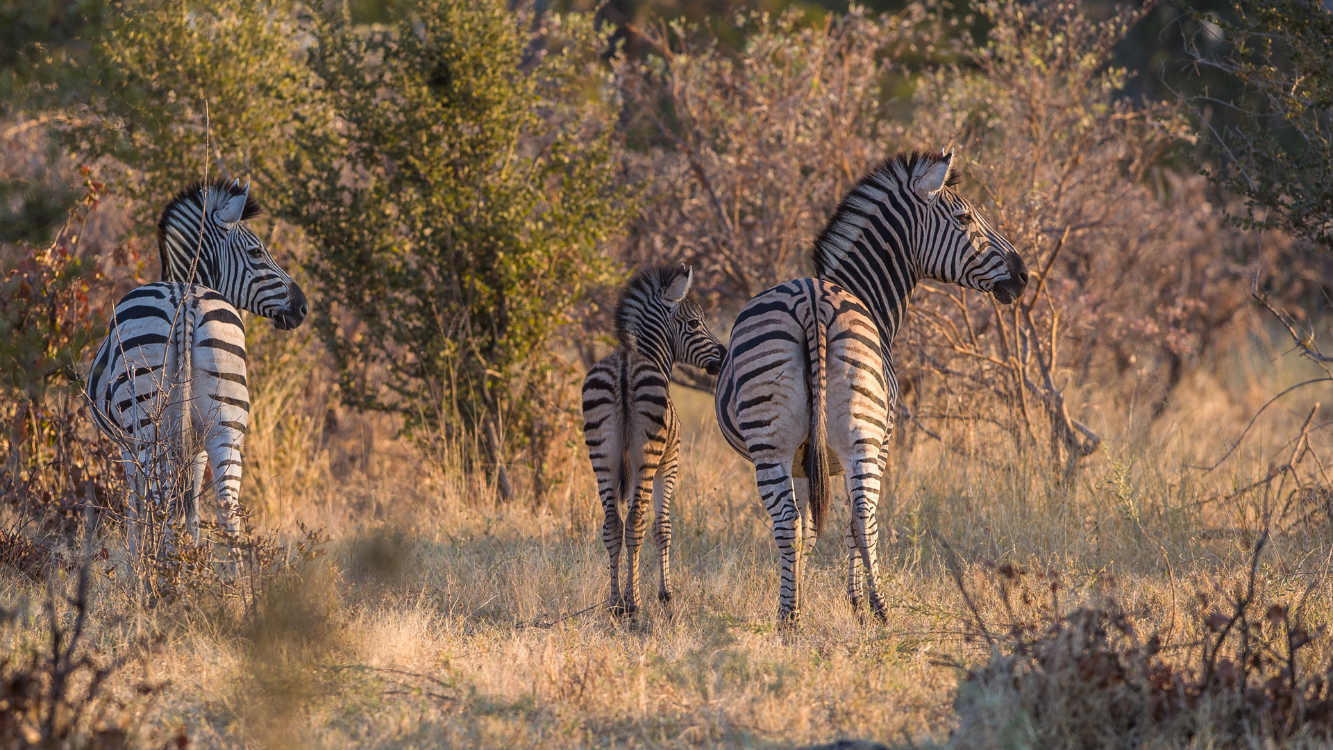 Botswana Safari Adventure