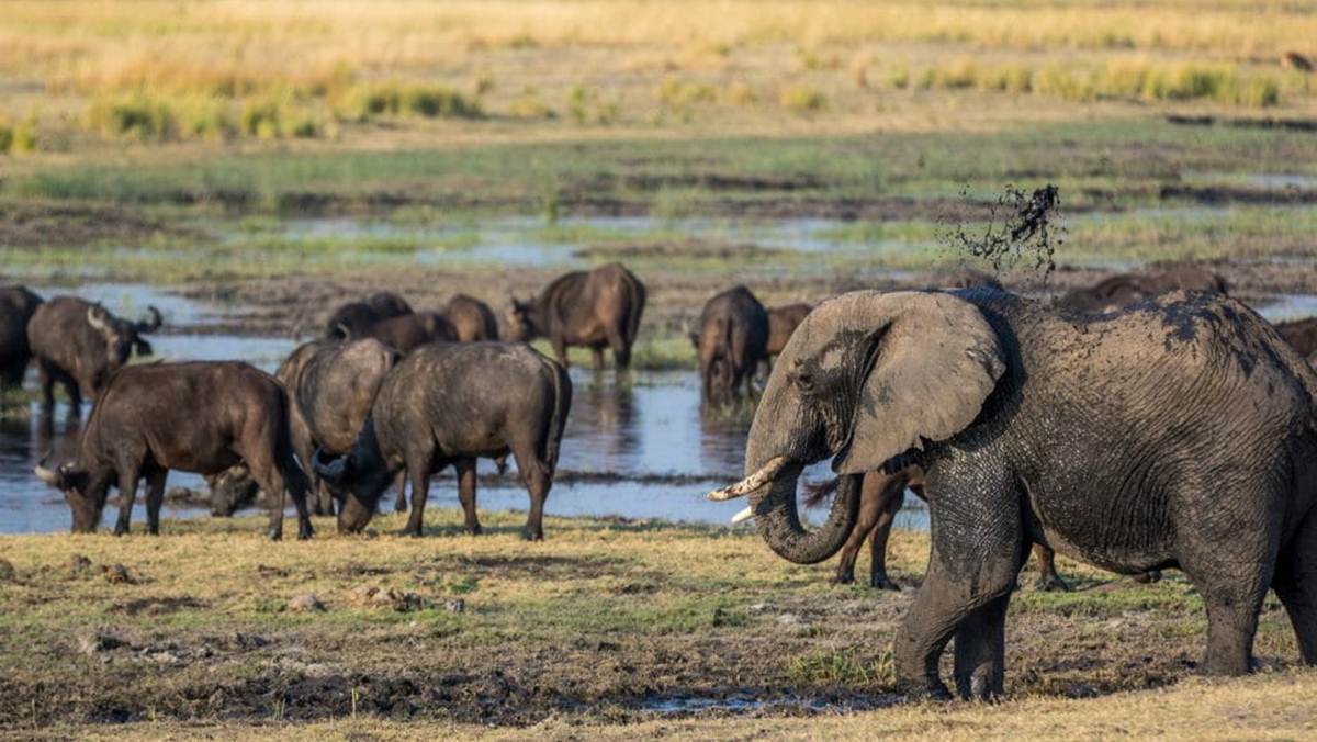 Botswana Wildlife Safari