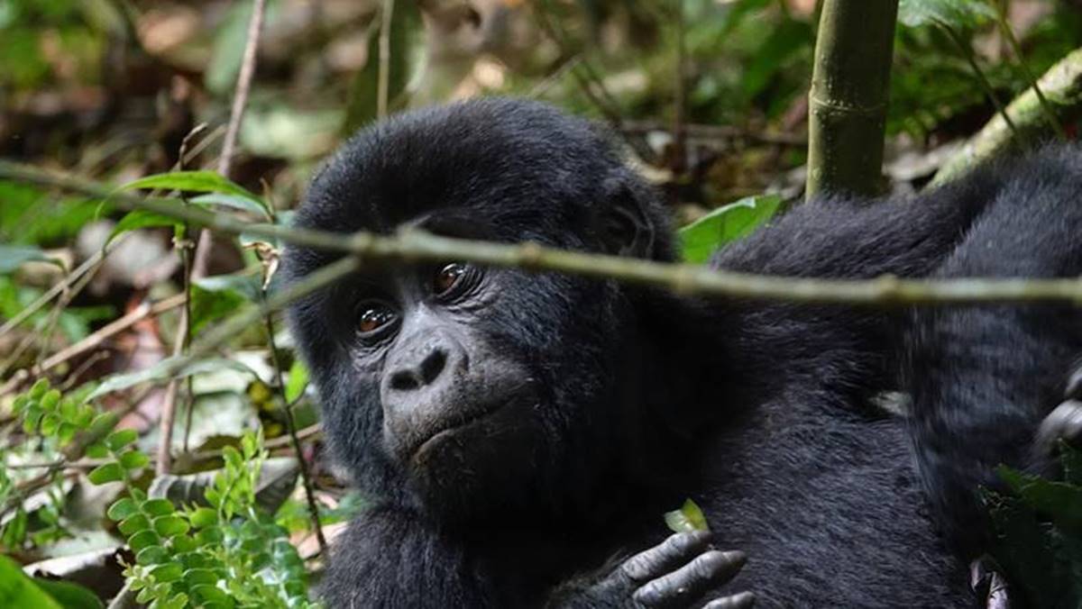Budget Gorilla Tour Uganda Safari