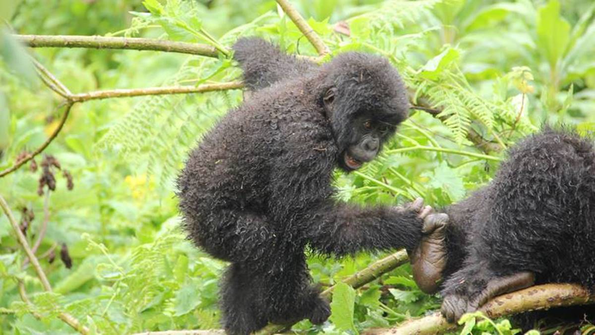 Budget Gorilla Tour Uganda Safari