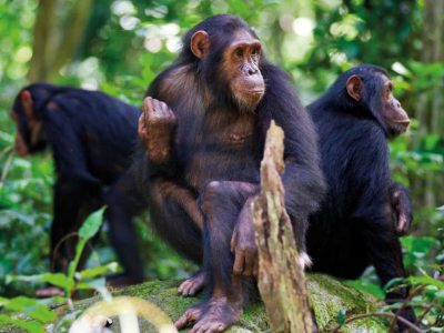 Budget Rwanda Chimpanzee Trekking Safari
