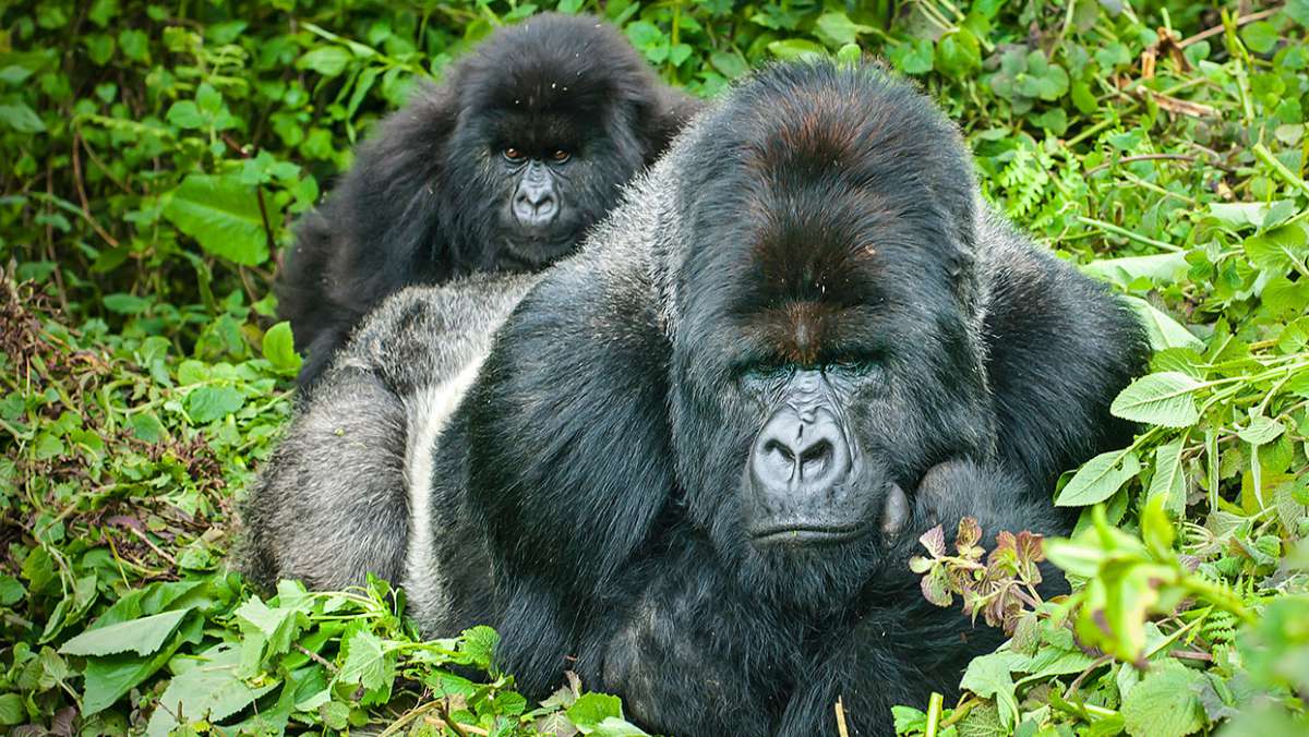 Budget Rwanda Gorilla Trekking Safari