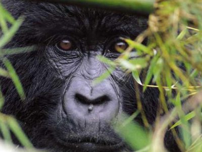 Budget Rwanda Gorilla Trekking Safari