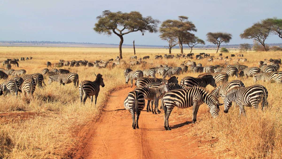 Cheap Tanzania Safari