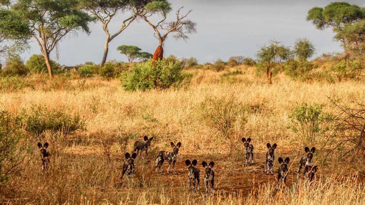 Cheap Tanzania Safari