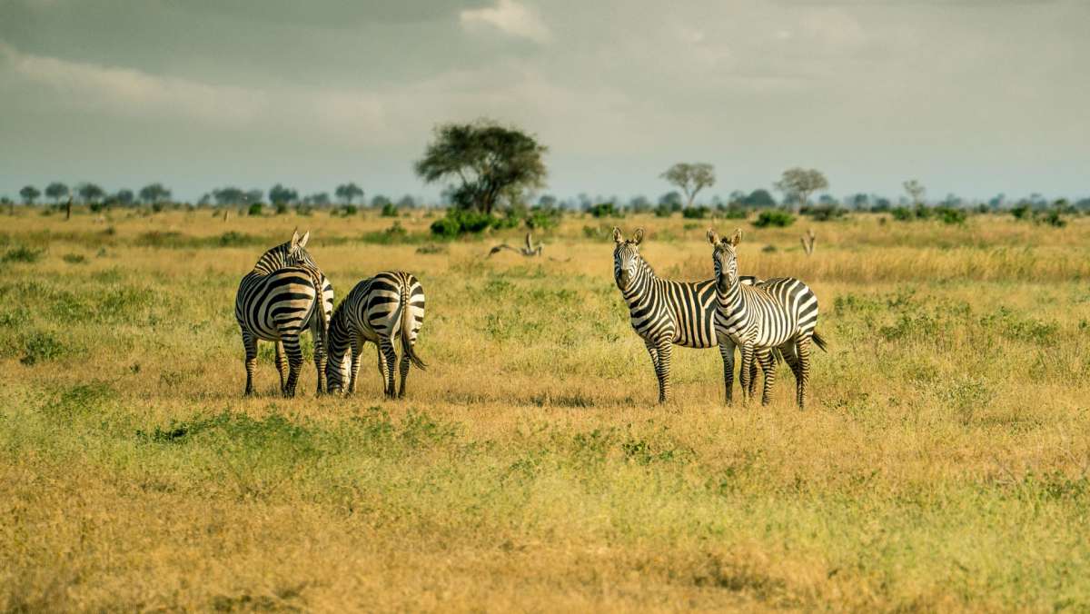 4 Day Cheap Tsavo Amboseli Safari