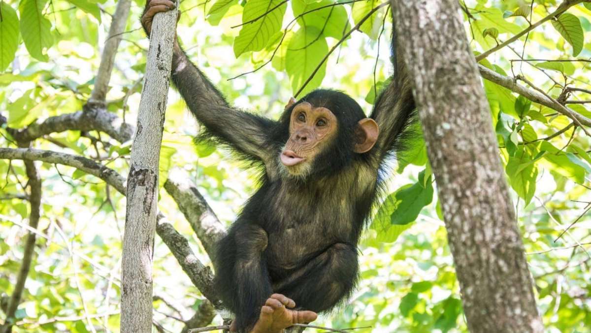Chimpanzee trekking safari in Uganda