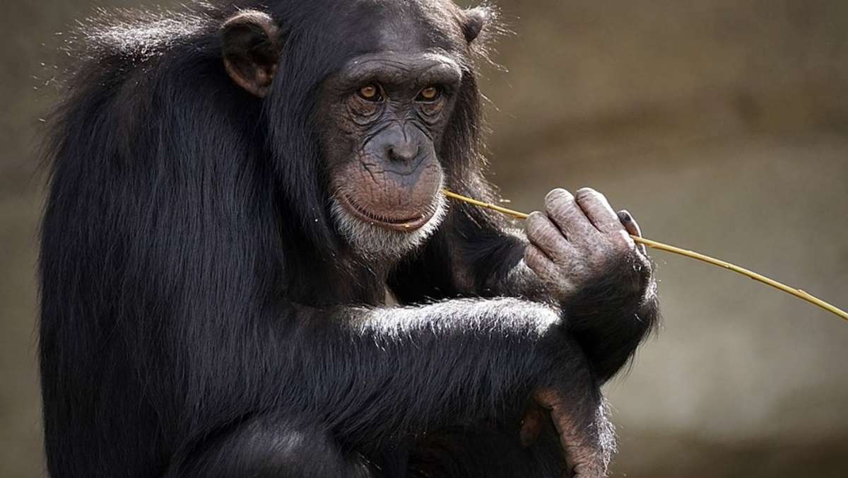 Chimpanzee trekking safari in Uganda