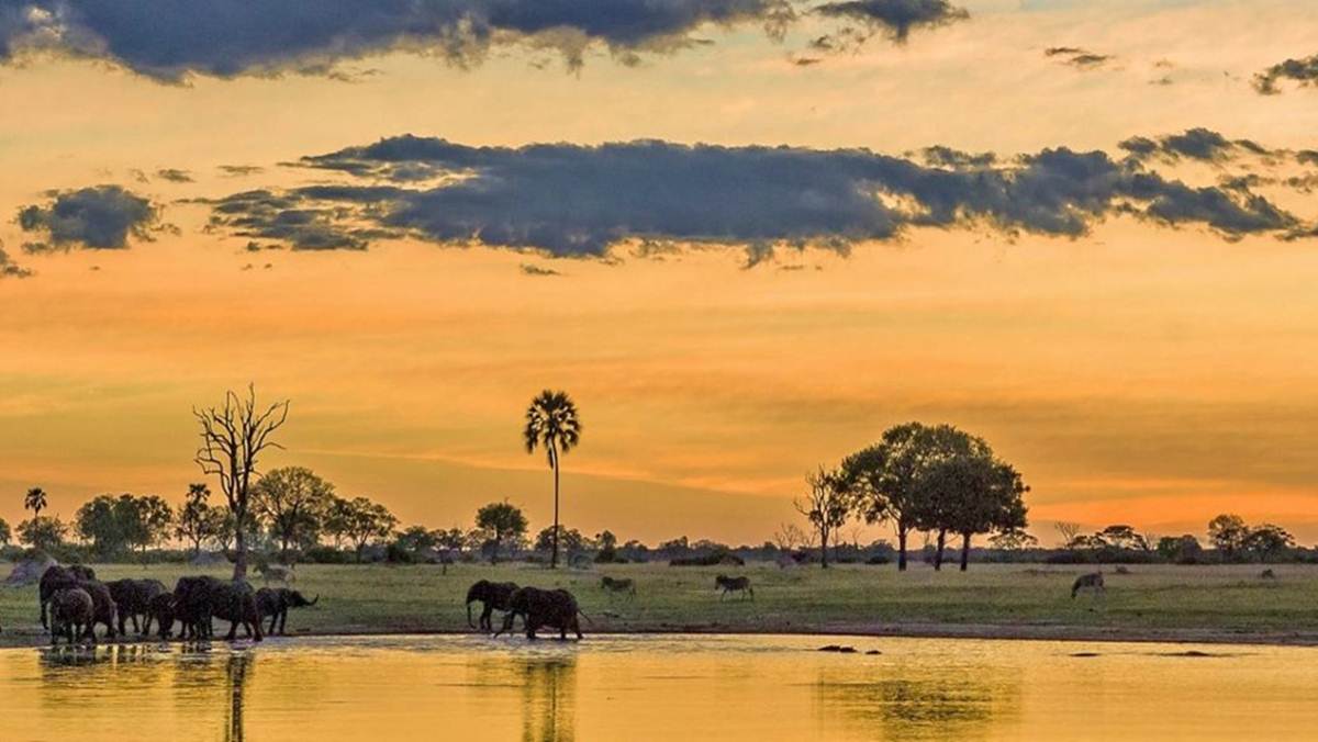 Chobe National Park Safari