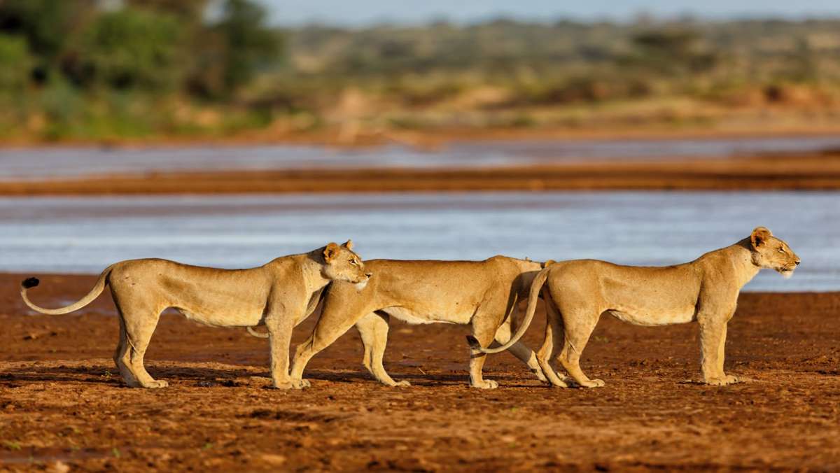 Kenya Luxury Safari Holiday