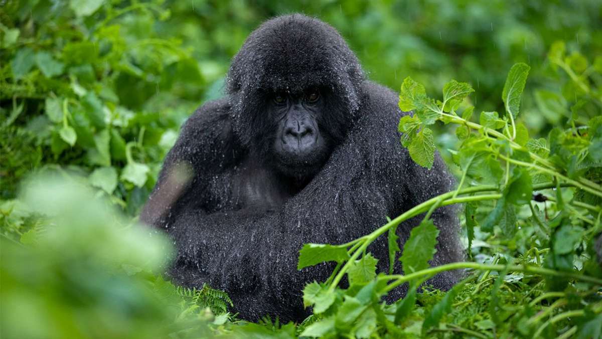Kilimanjaro Gorilla Tour Package