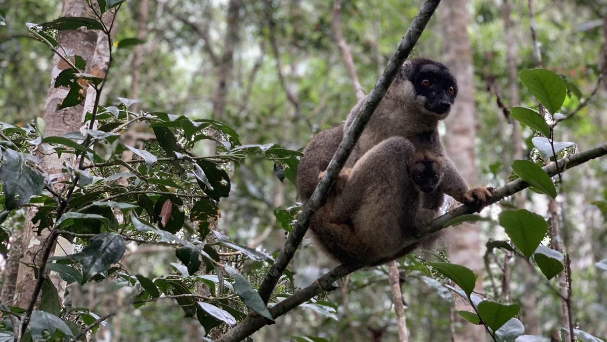 Madagascar Adventure Trip