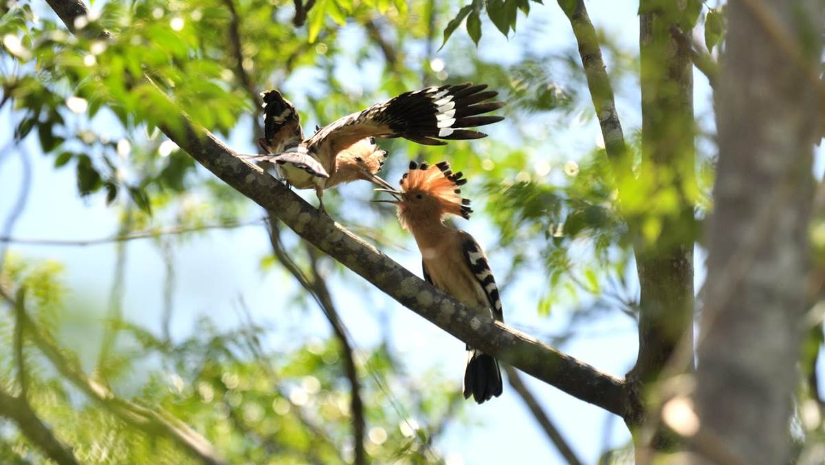 Madagascar Birding Tour