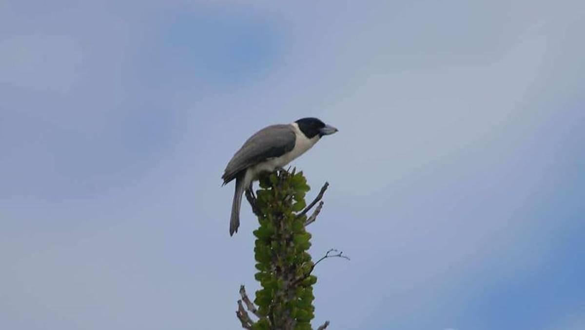 Madagascar Birding Tour
