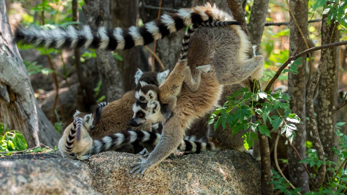 Madagascar Safari Holiday