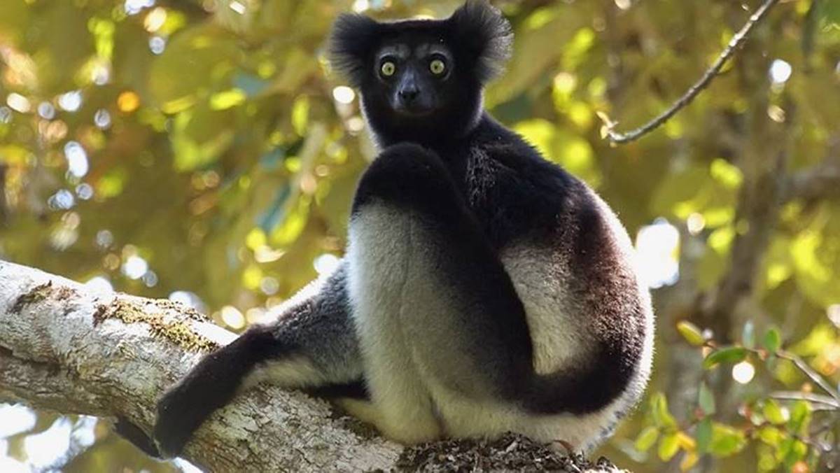 13 Days Madagascar Safari Trip