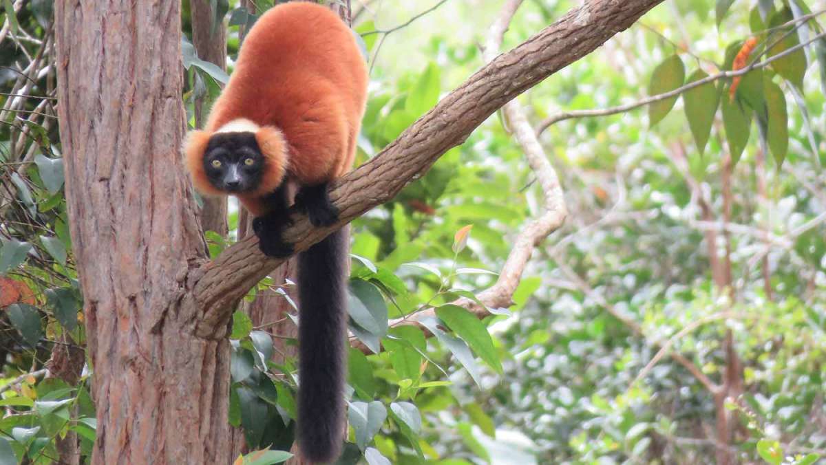 Madagascar wildlife tour