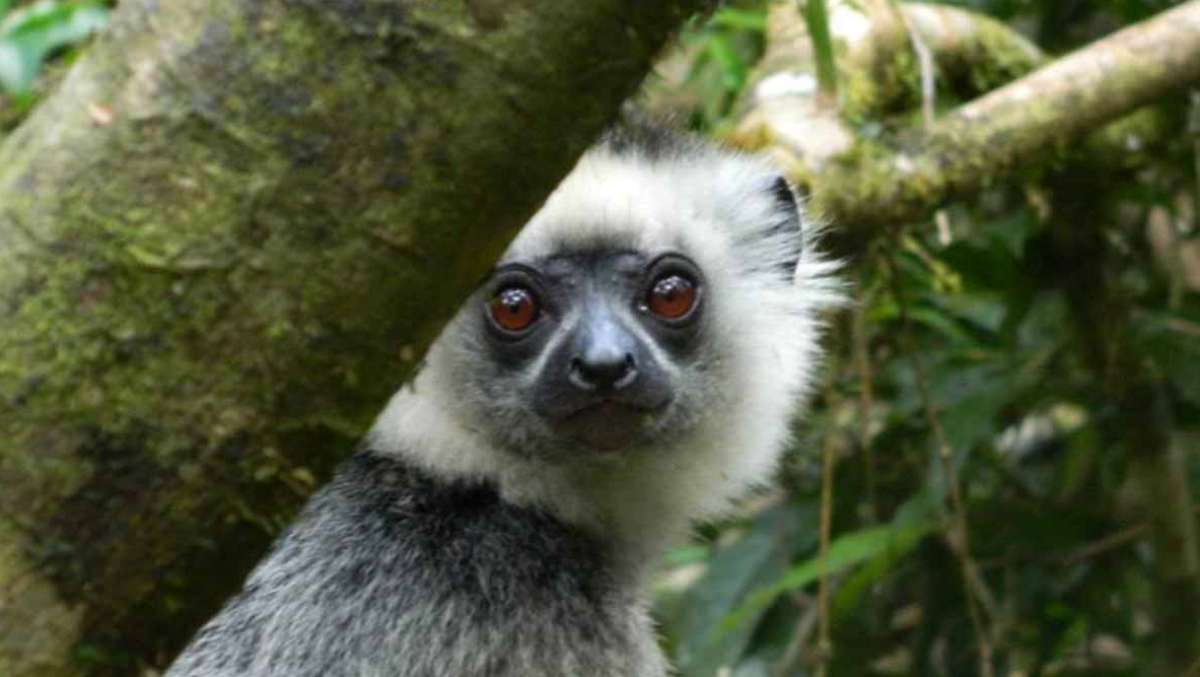 Madagascar wildlife tour