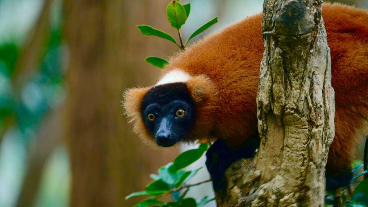 Madagascar Wildlife Tour