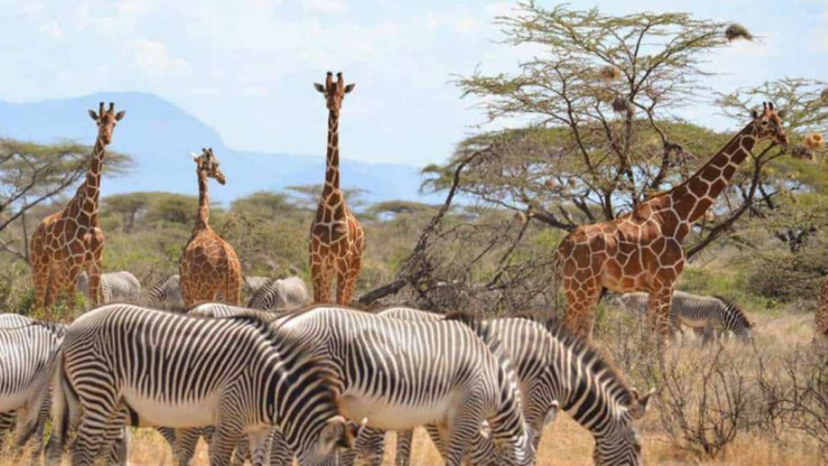 Magical Kenya Safari