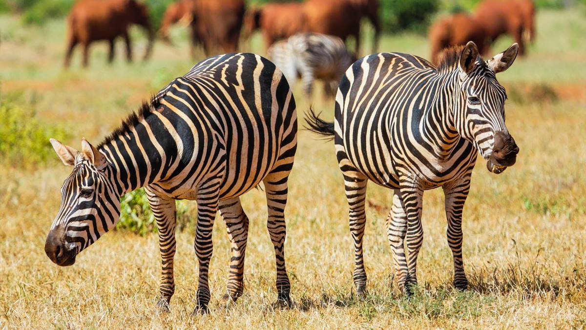 Man Eaters Safari in Kenya