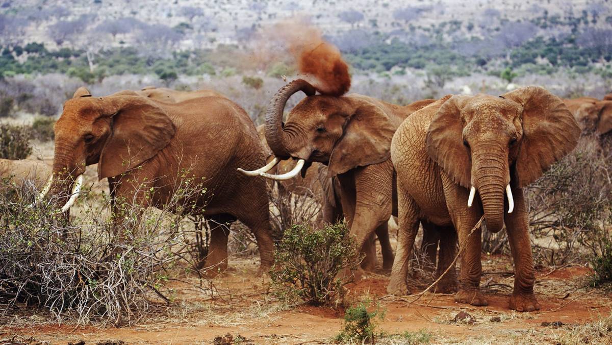 Man Eaters Safari in Kenya