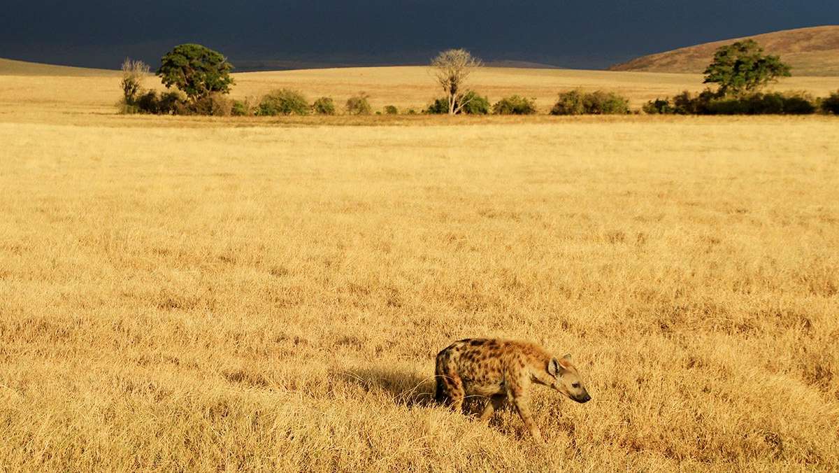 Ngorongoro Luxury Safari