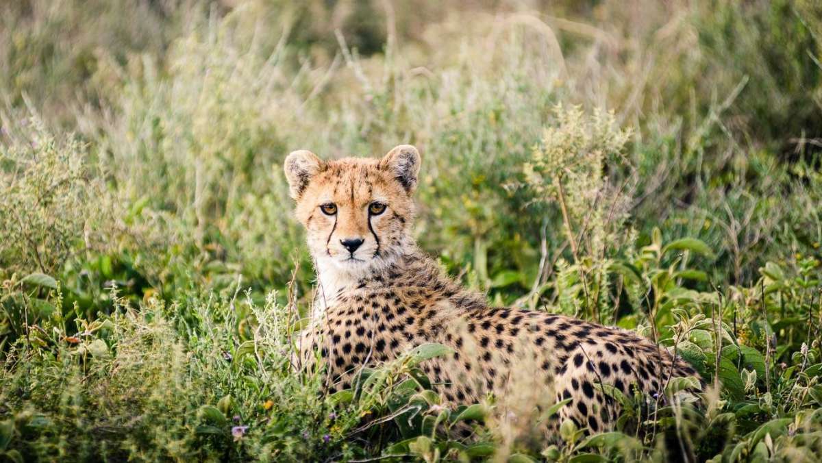 Ngorongoro Luxury Safari