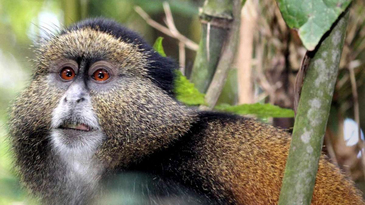 Rwanda Golden Monkey Budget Safari