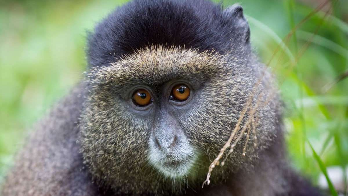 Rwanda Golden Monkey Budget Safari