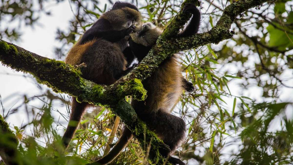 Rwanda Golden Monkey Trekking Safari
