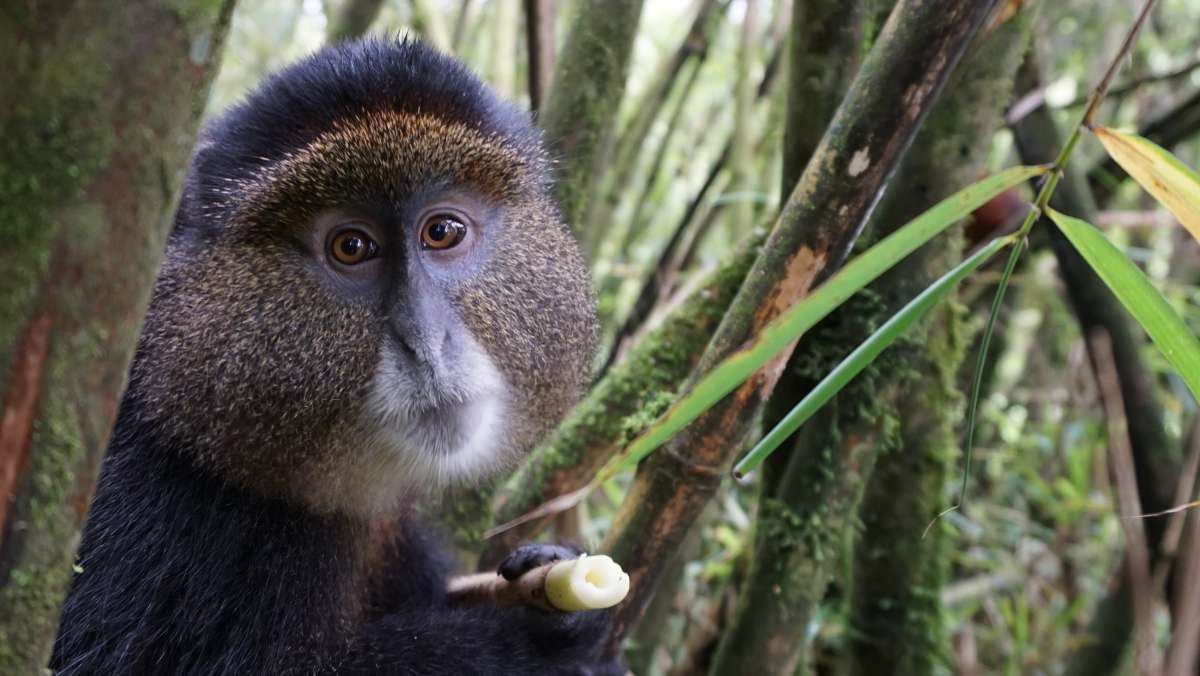 Rwanda Golden Monkey Trekking Safari