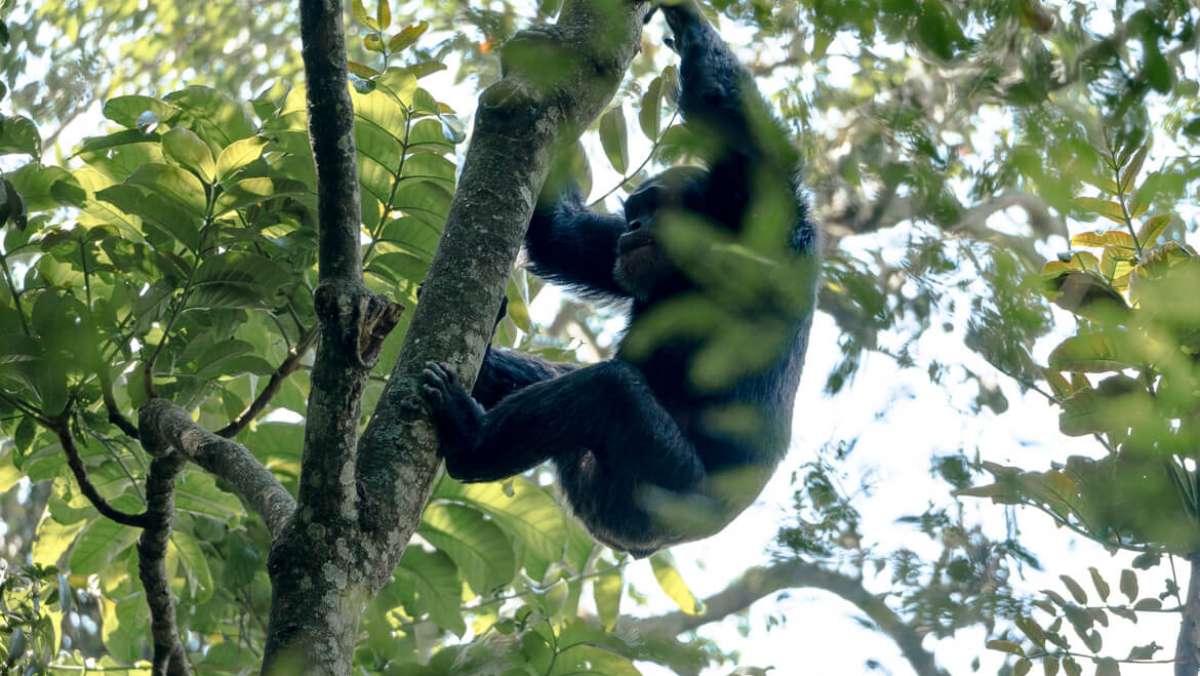 7 Days Rwanda Gorilla Holiday Tour
