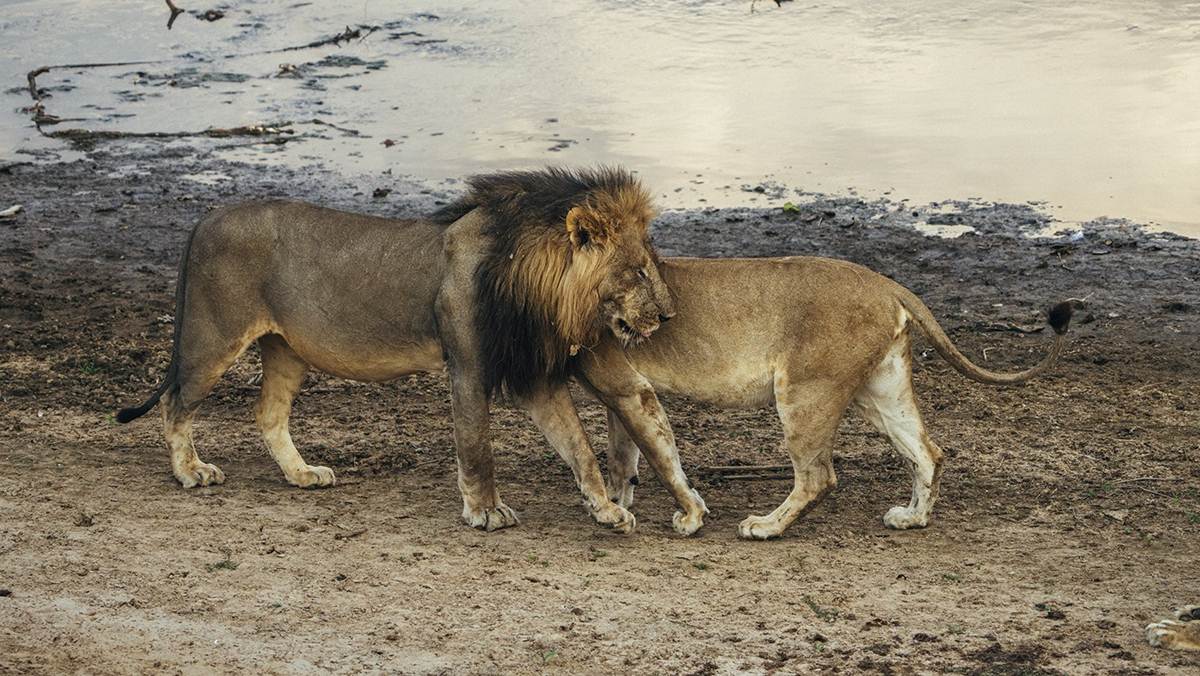 South Luangwa Safari