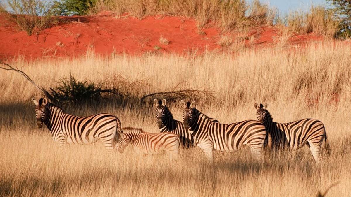 Southern Namibia Safari