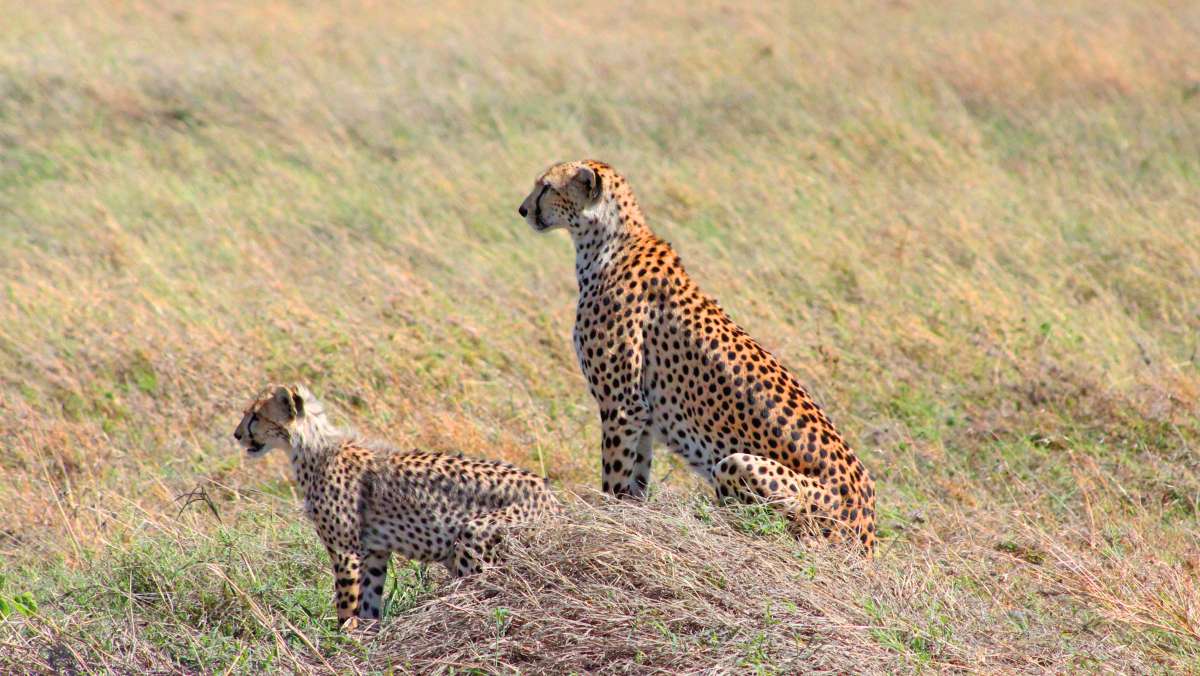 4 Day Tanzania Luxury Safari
