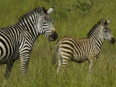 Uganda Budget Wildlife Safari