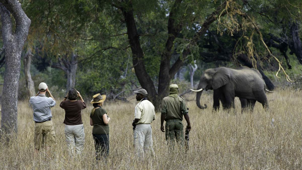 Zambia Wildlife Safari