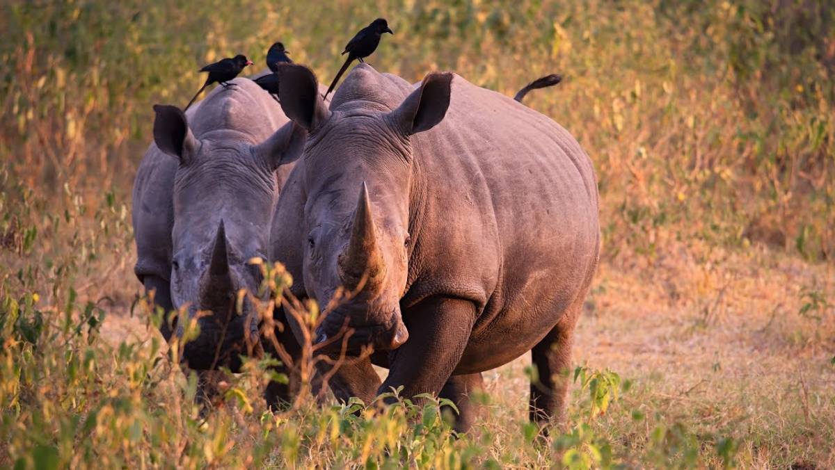 Best Guide to African Safari Tour in Uganda