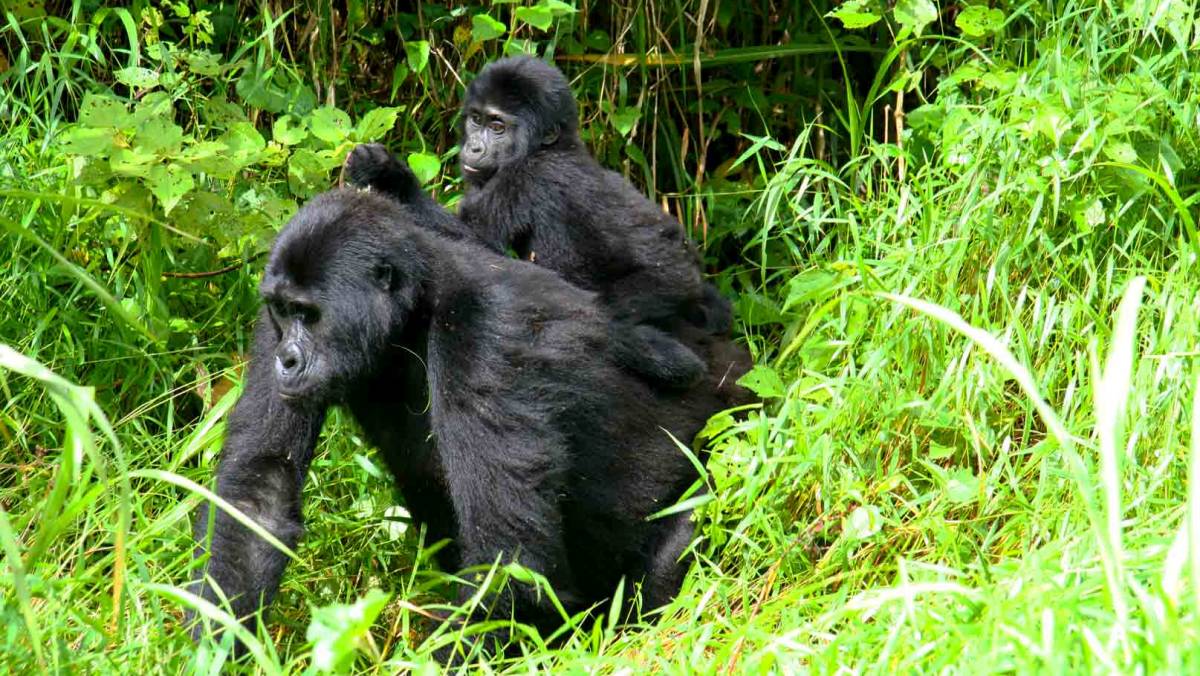 How difficult is gorilla trekking in Rwanda