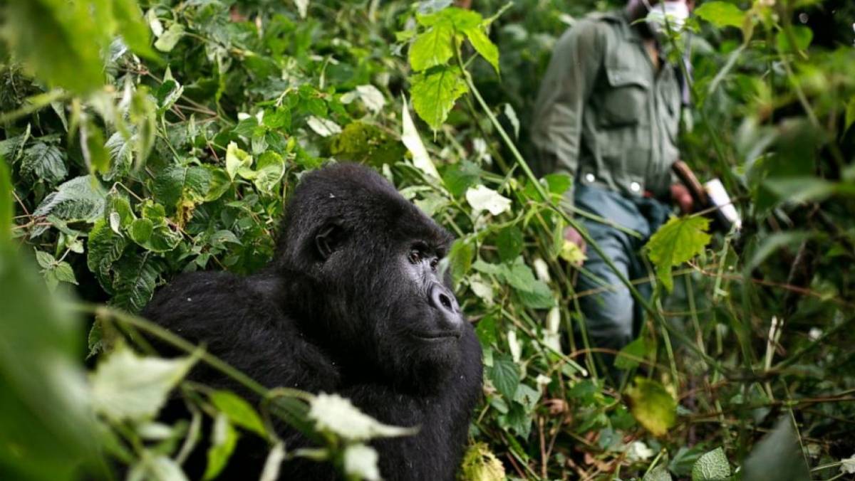 Is Gorilla Trekking Safe
