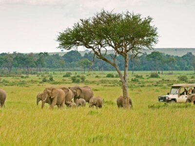Is Masai Mara the best Africa safari destination
