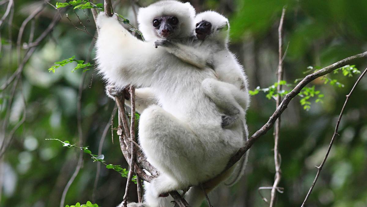 Madagascar Wildlife Safari