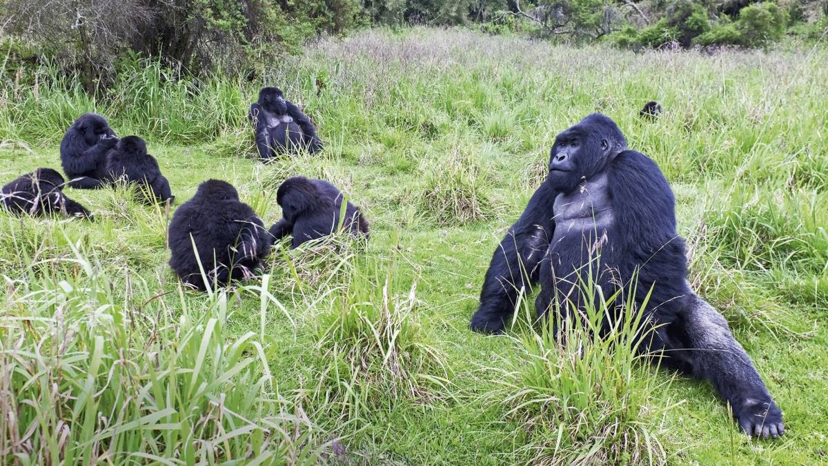 Rwanda Gorilla Permits